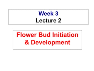 Week 3
Lecture 2
Flower Bud Initiation
& Development
 