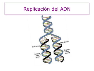 Replicación del ADN 