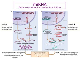miRNA Oncomirs=miRNA implicados en el Cáncer miRNA con actividad oncogénica Incrementa la actividad del oncogén miRNA con actividad oncogénica Reduce la oncosupresión miRNA  actuaría como oncosupresor miRNA  actuaría como oncosupresor 21-23 miR-34a 