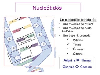 Un nucleótido consta de: Una molécula de azúcar Una molécula de ácido fosfórico   Una base nitrogenada: A denina T imina G uanina C itosina Nucleótidos  A denina     T imina G uanina     C itosina 