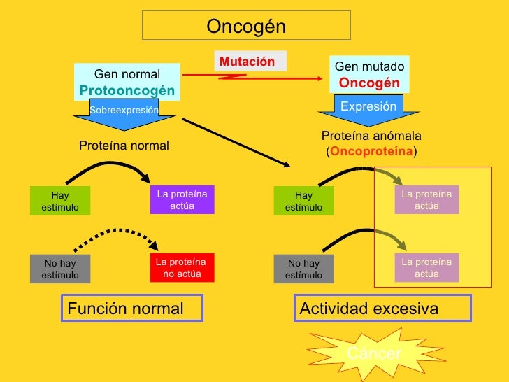 Resultado de imagen para oncogenes en español