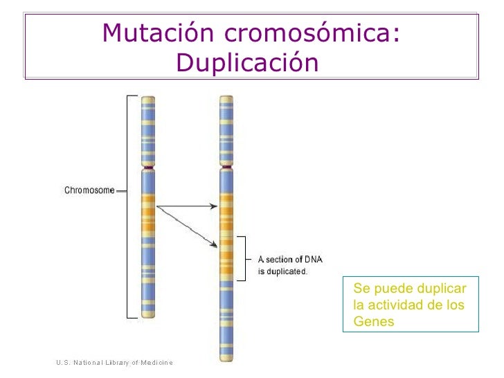 Resultado de imagen para mutacion duplicacion