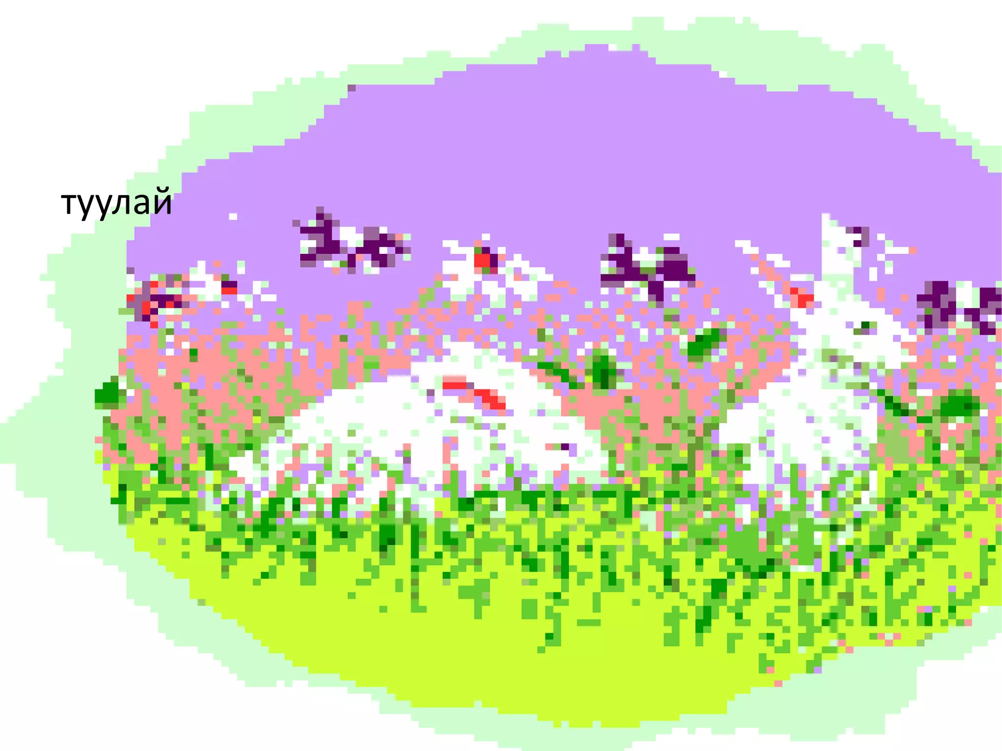 туулай
 