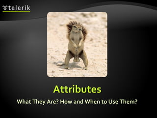 Attributes What They Are? How and When to Use Them? 