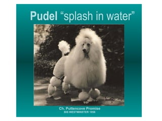 Pudel  “splash in water” Ch. Puttencove Promise BIS WESTMINSTER 1958 