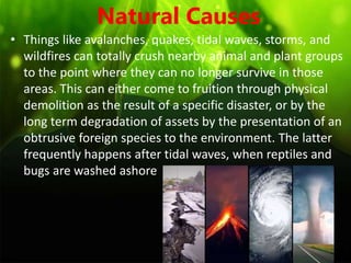 Natural Causes
• Things like avalanches, quakes, tidal waves, storms, and
wildfires can totally crush nearby animal and plant groups
to the point where they can no longer survive in those
areas. This can either come to fruition through physical
demolition as the result of a specific disaster, or by the
long term degradation of assets by the presentation of an
obtrusive foreign species to the environment. The latter
frequently happens after tidal waves, when reptiles and
bugs are washed ashore
 