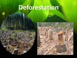 Deforestation
 