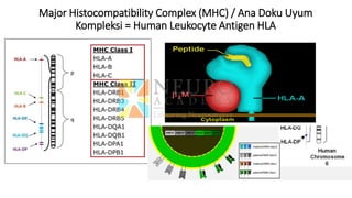 Major Histocompatibility Complex (MHC) / Ana Doku Uyum
Kompleksi = Human Leukocyte Antigen HLA
 