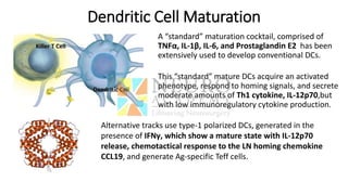 Dendritic Cell Maturation
A “standard” maturation cocktail, comprised of
TNFα, IL-1β, IL-6, and Prostaglandin E2 has been
extensively used to develop conventional DCs.
This “standard” mature DCs acquire an activated
phenotype, respond to homing signals, and secrete
moderate amounts of Th1 cytokine, IL-12p70,but
with low immunoregulatory cytokine production.
Alternative tracks use type-1 polarized DCs, generated in the
presence of IFNγ, which show a mature state with IL-12p70
release, chemotactical response to the LN homing chemokine
CCL19, and generate Ag-specific Teff cells.
 