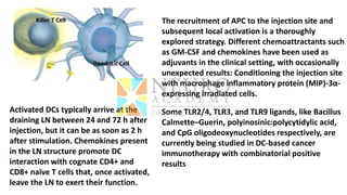 The recruitment of APC to the injection site and
subsequent local activation is a thoroughly
explored strategy. Different chemoattractants such
as GM-CSF and chemokines have been used as
adjuvants in the clinical setting, with occasionally
unexpected results: Conditioning the injection site
with macrophage inflammatory protein (MIP)-3α-
expressing irradiated cells.
Some TLR2/4, TLR3, and TLR9 ligands, like Bacillus
Calmette–Guerin, polyinosinic:polycytidylic acid,
and CpG oligodeoxynucleotides respectively, are
currently being studied in DC-based cancer
immunotherapy with combinatorial positive
results
Activated DCs typically arrive at the
draining LN between 24 and 72 h after
injection, but it can be as soon as 2 h
after stimulation. Chemokines present
in the LN structure promote DC
interaction with cognate CD4+ and
CD8+ naïve T cells that, once activated,
leave the LN to exert their function.
 