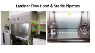 Laminar Flow Hood & Sterile Pipettes
 