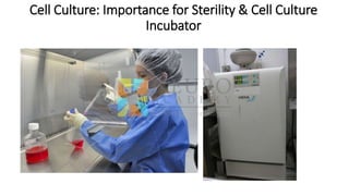 Cell Culture: Importance for Sterility & Cell Culture
Incubator
 
