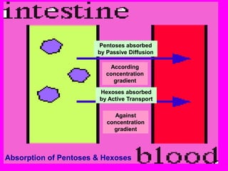 Pentoses absorbed
                       by Passive Diffusion

                          According
                         concentration
                           gradient

                       Hexoses absorbed
                       by Active Transport

                             Against
                          concentration
                            gradient




Absorption of Pentoses & Hexoses
 