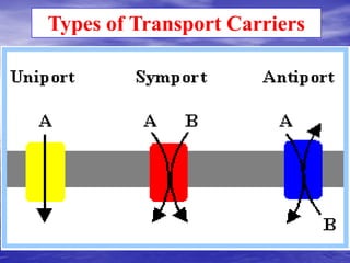 Types of Transport Carriers
 
