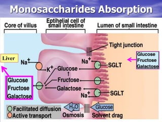Monosaccharides Absorption



Liver
 