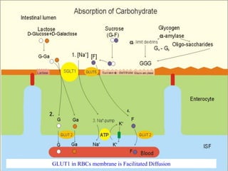 GLUT1 in RBCs membrane is Facilitated Diffusion
 