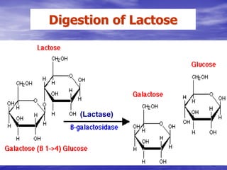 Digestion of Lactose




    (Lactase)
 