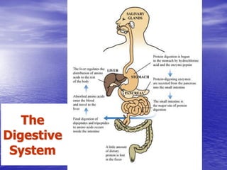 The
Digestive
 System
 