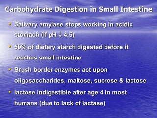 Carbohydrate Digestion in Small Intestine

• Salivary amylase stops working in acidic
  stomach (if pH  4.5)
• 50% of dietary starch digested before it
  reaches small intestine
• Brush border enzymes act upon
  oligosaccharides, maltose, sucrose & lactose
• lactose indigestible after age 4 in most
  humans (due to lack of lactase)
 