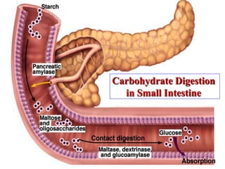Carbohydrate Digestion
  in Small Intestine
 