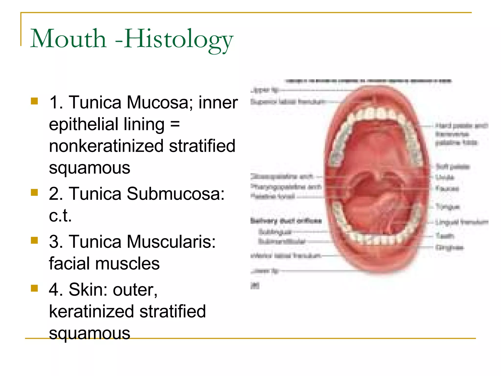 Mouth -Histology 1. Tunica Mucosa; inner epithelial lining = nonkeratinized stratified squamous  2. Tunica Submucosa: c.t.  3. Tunica Muscularis: facial muscles  4. Skin: outer, keratinized stratified squamous  