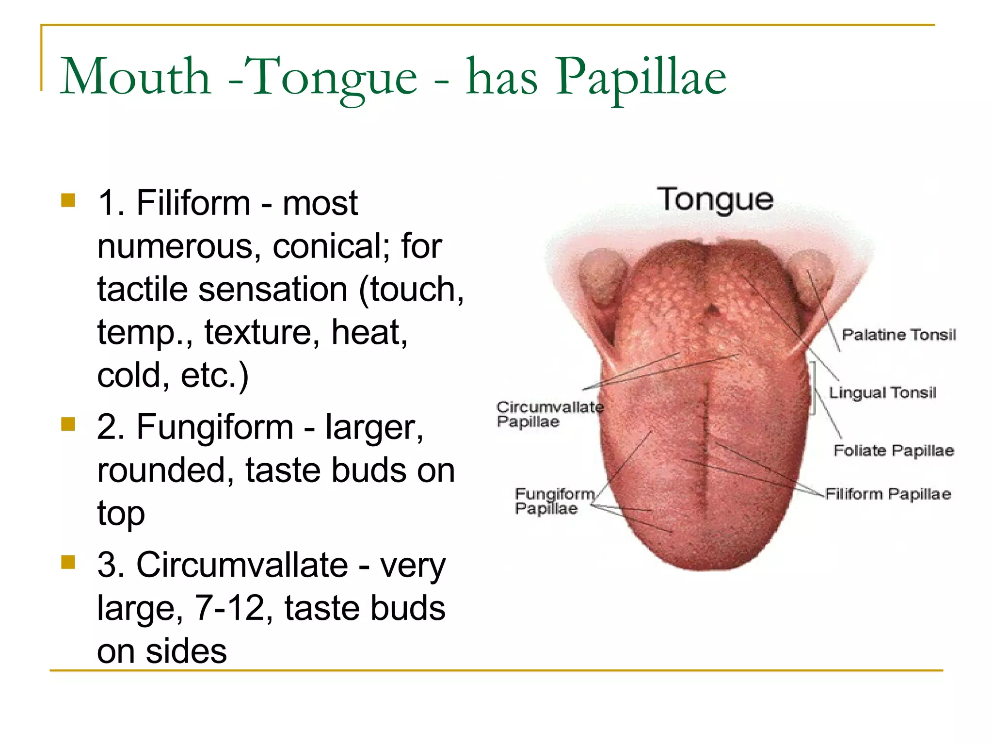 Mouth -Tongue - has Papillae  1. Filiform - most numerous, conical; for tactile sensation (touch, temp., texture, heat, cold, etc.)  2. Fungiform - larger, rounded, taste buds on top  3. Circumvallate - very large, 7-12, taste buds on sides  