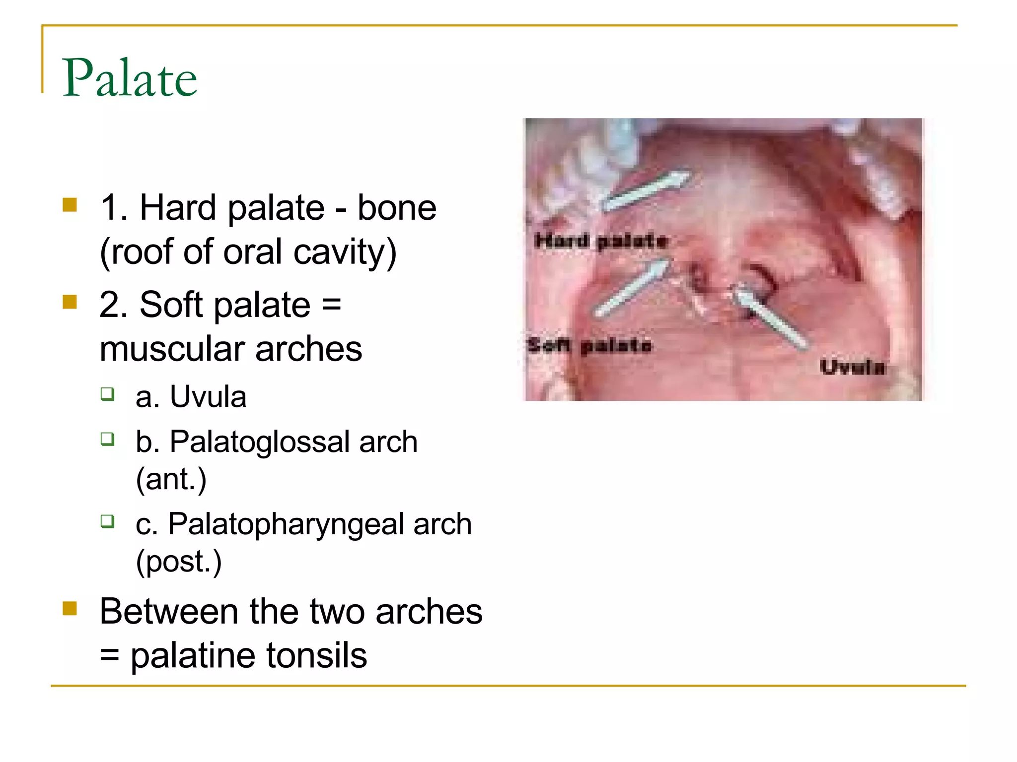 Palate  1. Hard palate - bone (roof of oral cavity)   2. Soft palate = muscular arches  a. Uvula  b. Palatoglossal arch (ant.)  c. Palatopharyngeal arch (post.)    Between the two arches = palatine tonsils     