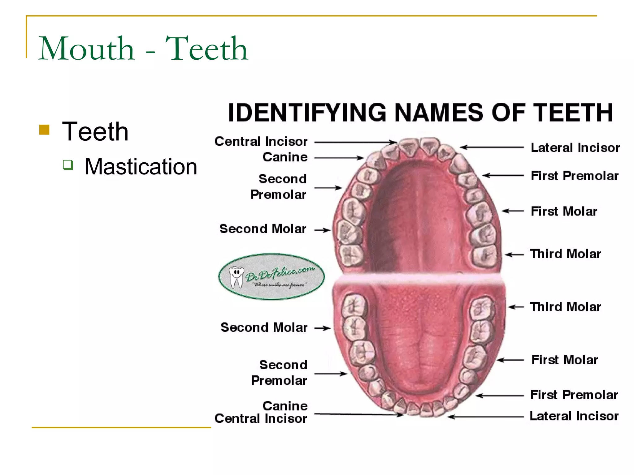 Mouth - Teeth Teeth Mastication 