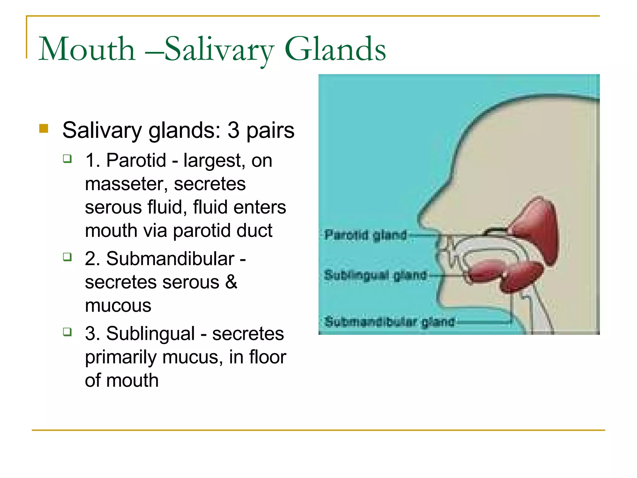 Mouth –Salivary Glands Salivary glands: 3 pairs  1. Parotid - largest, on masseter, secretes serous fluid, fluid enters mouth via parotid duct  2. Submandibular - secretes serous & mucous  3. Sublingual - secretes primarily mucus, in floor of mouth  