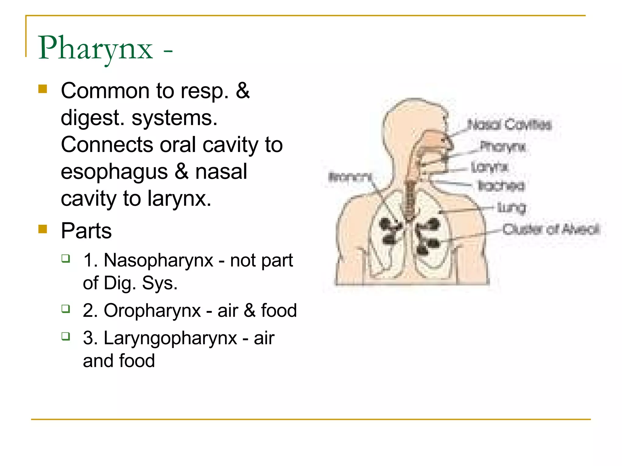 Pharynx - Common to resp. & digest. systems. Connects oral cavity to esophagus & nasal cavity to larynx. Parts 1. Nasopharynx - not part of Dig. Sys.  2. Oropharynx - air & food  3. Laryngopharynx - air and food  