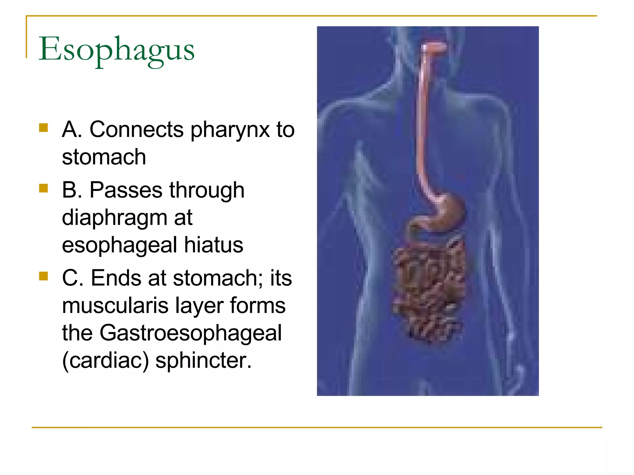 Esophagus  A. Connects pharynx to stomach  B. Passes through diaphragm at esophageal hiatus  C. Ends at stomach; its muscularis layer forms the Gastroesophageal (cardiac) sphincter.  