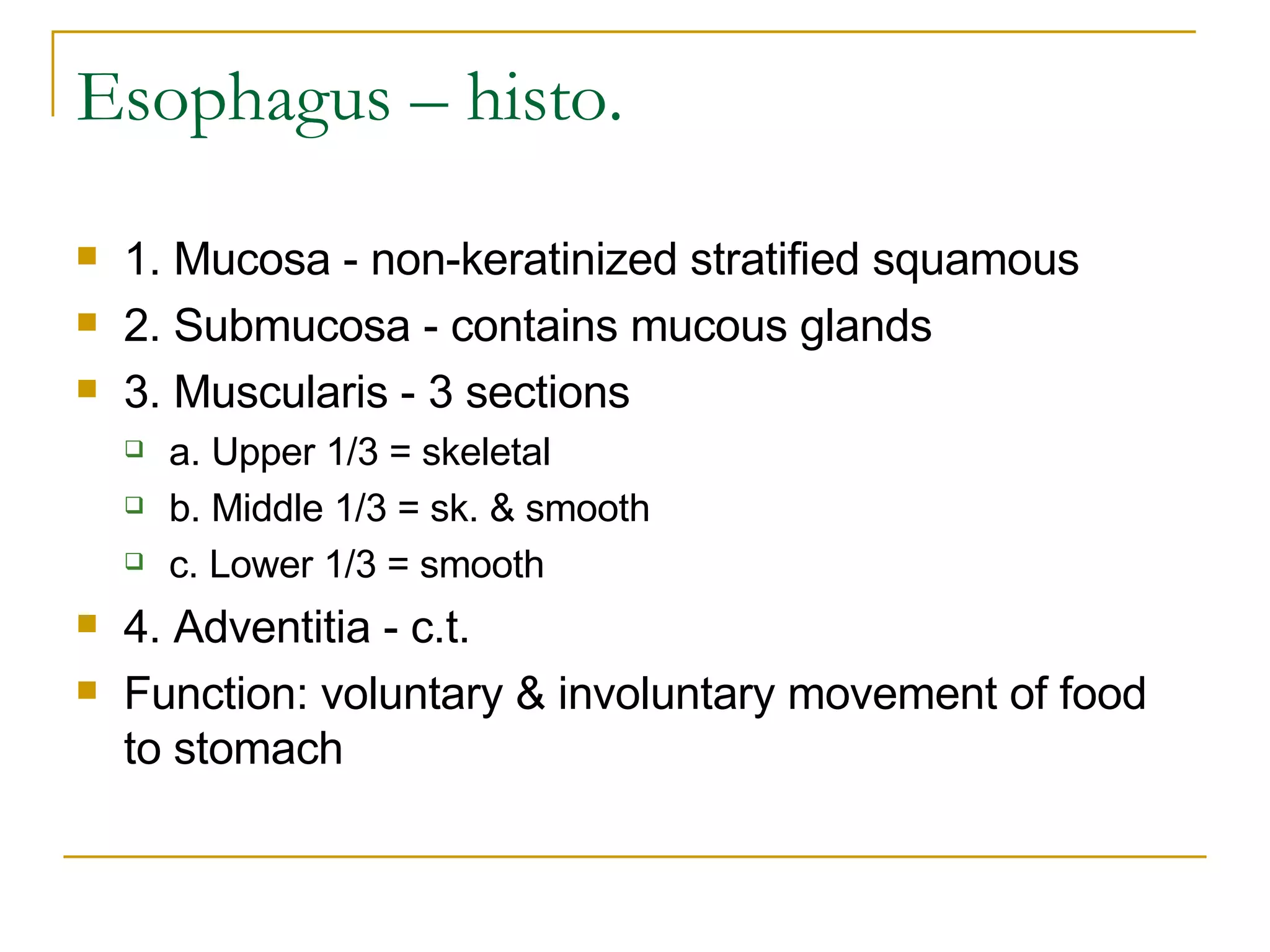 Esophagus – histo. 1. Mucosa - non-keratinized stratified squamous  2. Submucosa - contains mucous glands  3. Muscularis - 3 sections  a. Upper 1/3 = skeletal  b. Middle 1/3 = sk. & smooth  c. Lower 1/3 = smooth  4. Adventitia - c.t.  Function: voluntary & involuntary movement of food to stomach     