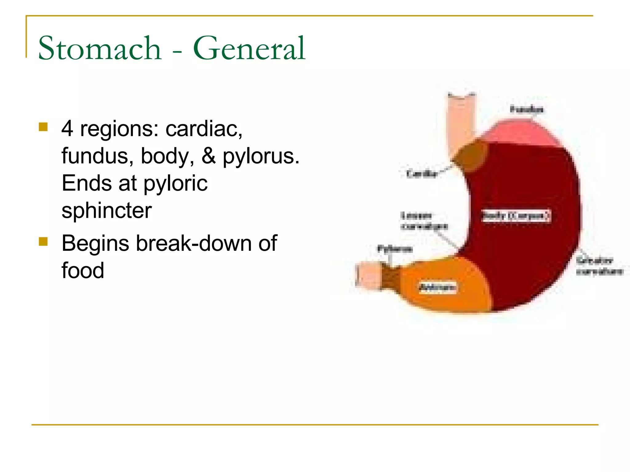 Stomach - General 4 regions: cardiac, fundus, body, & pylorus. Ends at pyloric sphincter  Begins break-down of food 