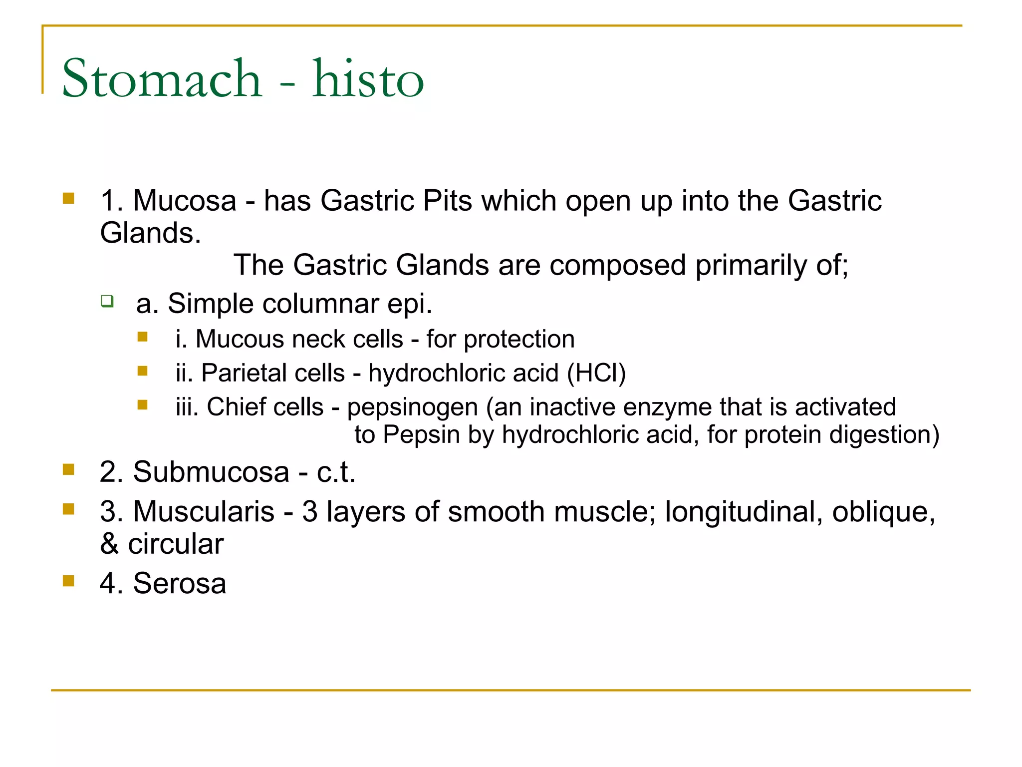 Stomach - histo 1. Mucosa - has Gastric Pits which open up into the Gastric Glands.                  The Gastric Glands are composed primarily of; a. Simple columnar epi.  i. Mucous neck cells - for protection  ii. Parietal cells - hydrochloric acid (HCl)  iii. Chief cells - pepsinogen (an inactive enzyme that is activated                           to Pepsin by hydrochloric acid, for protein digestion)  2. Submucosa - c.t.  3. Muscularis - 3 layers of smooth muscle; longitudinal, oblique, & circular  4. Serosa     