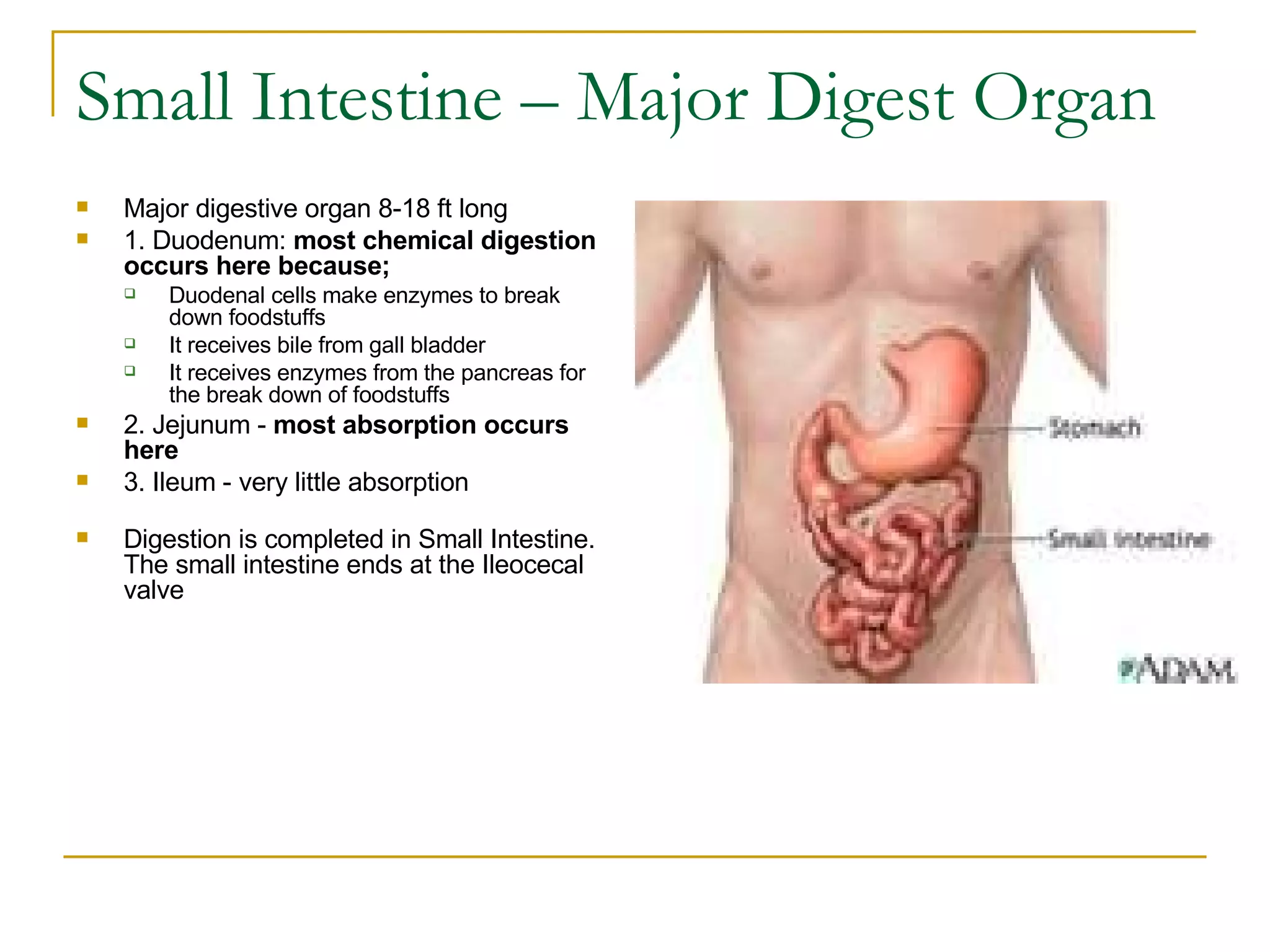 Small Intestine – Major Digest Organ  Major digestive organ 8-18 ft long    1. Duodenum:  most chemical digestion occurs here because;   Duodenal cells make enzymes to break down foodstuffs  It receives bile from gall bladder  It receives enzymes from the pancreas for the break down of foodstuffs 2. Jejunum -  most absorption occurs here   3. Ileum - very little absorption     Digestion is completed in Small Intestine. The small intestine ends at the Ileocecal valve  
