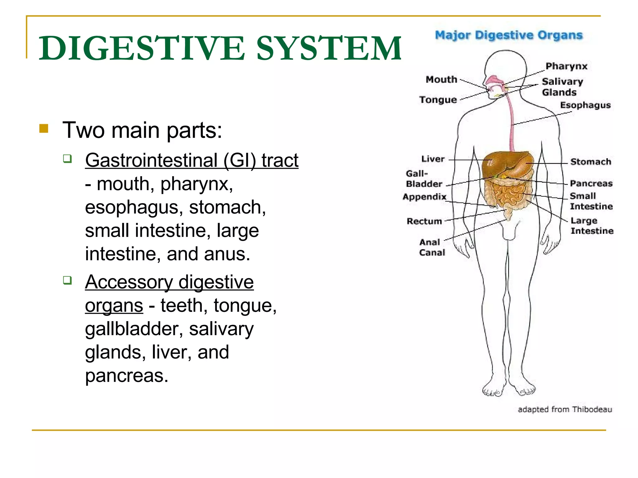 DIGESTIVE SYSTEM   Two main parts:  Gastrointestinal (GI) tract  - mouth, pharynx, esophagus, stomach, small intestine, large intestine, and anus.  Accessory digestive organs  - teeth, tongue, gallbladder, salivary glands, liver, and pancreas.  