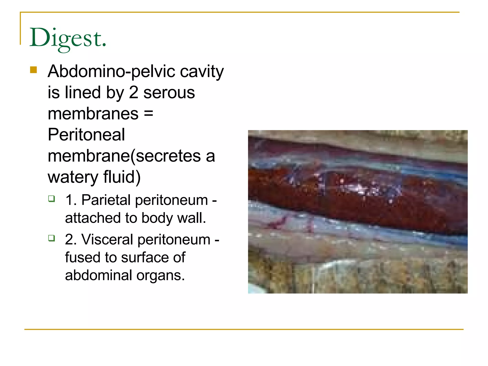 Digest. Abdomino-pelvic cavity is lined by 2 serous membranes = Peritoneal membrane(secretes a watery fluid)  1. Parietal peritoneum - attached to body wall.  2. Visceral peritoneum - fused to surface of abdominal organs.  