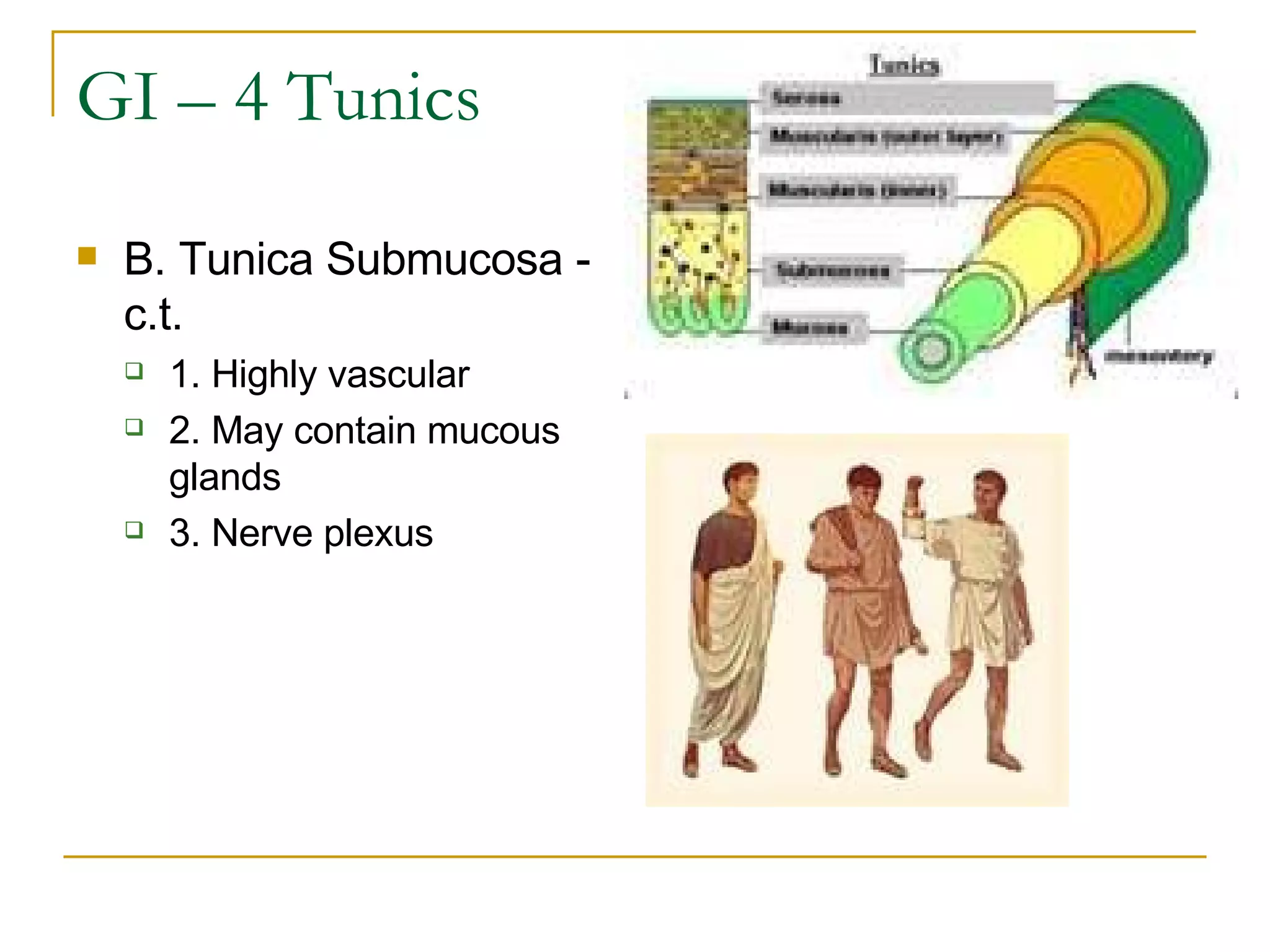 GI – 4 Tunics B. Tunica Submucosa - c.t. 1. Highly vascular  2. May contain mucous glands  3. Nerve plexus 