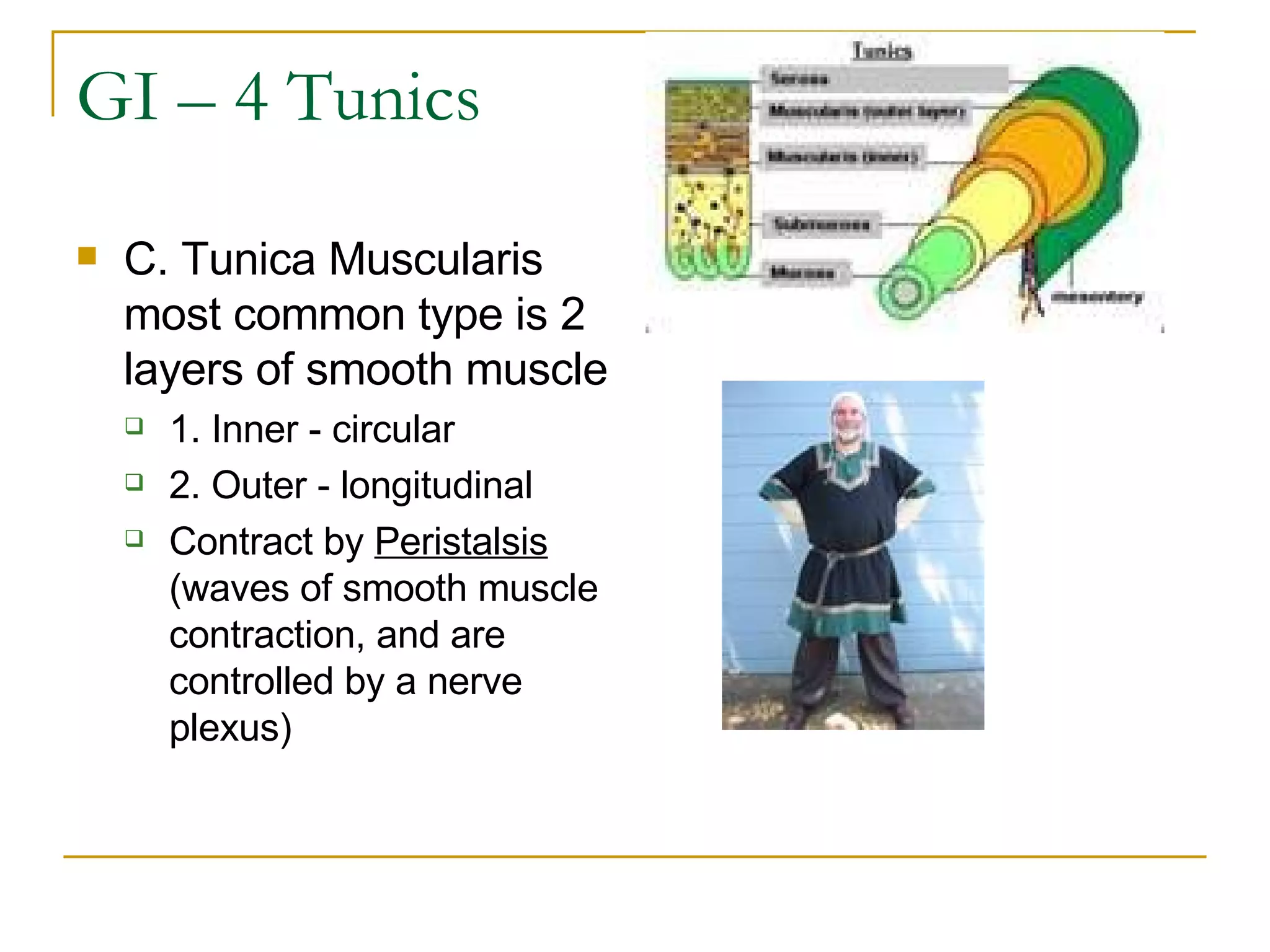 GI – 4 Tunics C. Tunica Muscularis most common type is 2 layers of smooth muscle  1. Inner - circular  2. Outer - longitudinal  Contract by  Peristalsis   (waves of smooth muscle contraction, and are controlled by a nerve plexus) 