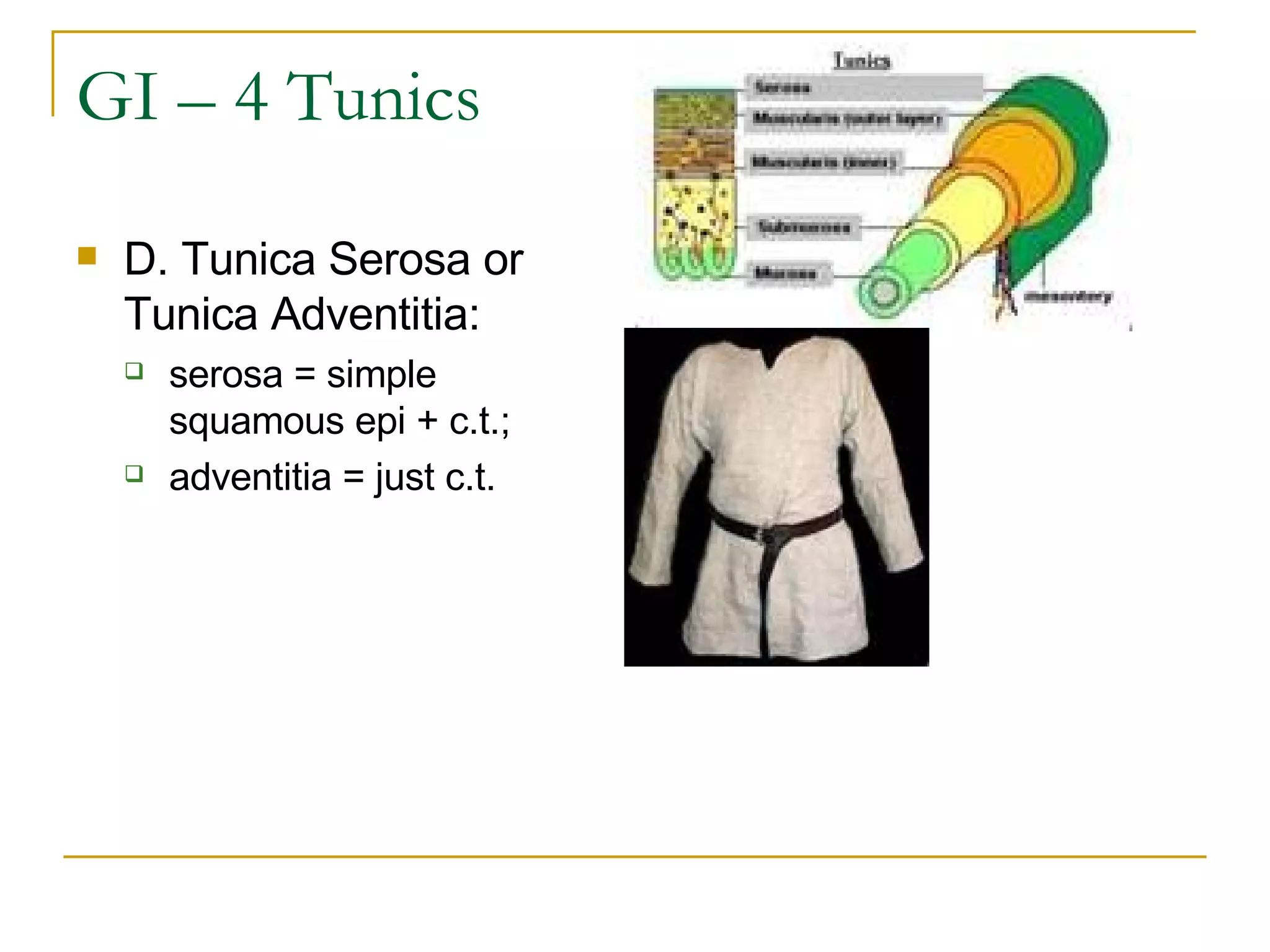 GI – 4 Tunics D. Tunica Serosa or Tunica Adventitia:   serosa = simple squamous epi + c.t.;  adventitia = just c.t.  