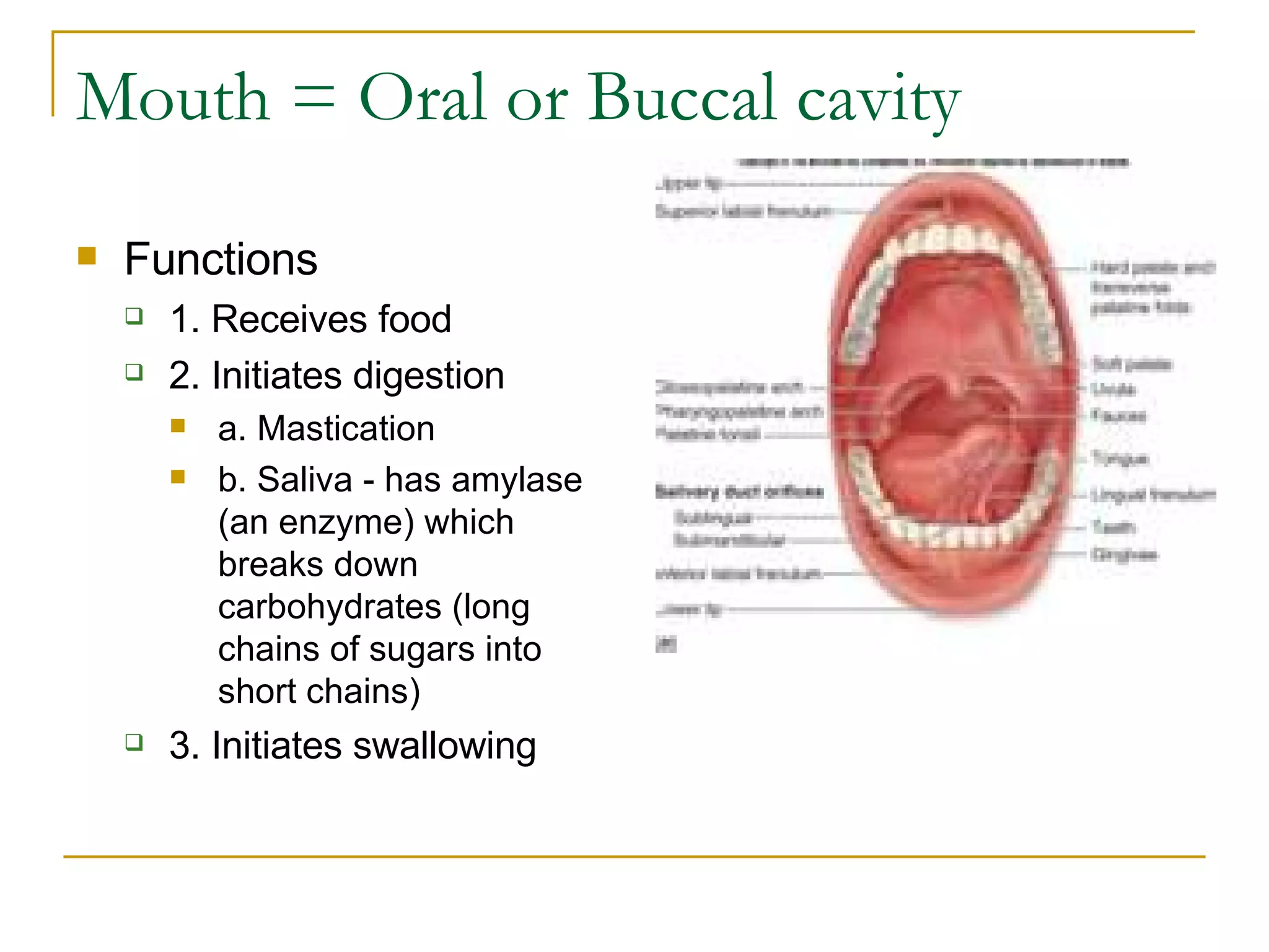 Mouth = Oral or Buccal cavity  Functions  1. Receives food  2. Initiates digestion  a. Mastication  b. Saliva - has amylase (an enzyme) which breaks down carbohydrates (long chains of sugars into short chains)  3. Initiates swallowing   