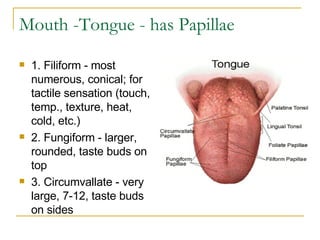 Mouth -Tongue - has Papillae  1. Filiform - most numerous, conical; for tactile sensation (touch, temp., texture, heat, cold, etc.)  2. Fungiform - larger, rounded, taste buds on top  3. Circumvallate - very large, 7-12, taste buds on sides  