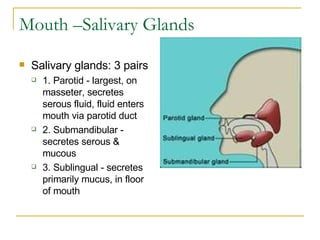 Mouth –Salivary Glands Salivary glands: 3 pairs  1. Parotid - largest, on masseter, secretes serous fluid, fluid enters mouth via parotid duct  2. Submandibular - secretes serous & mucous  3. Sublingual - secretes primarily mucus, in floor of mouth  