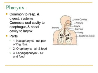 Pharynx - Common to resp. & digest. systems. Connects oral cavity to esophagus & nasal cavity to larynx. Parts 1. Nasopharynx - not part of Dig. Sys.  2. Oropharynx - air & food  3. Laryngopharynx - air and food  