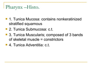 Pharynx –Histo. 1. Tunica Mucosa: contains nonkeratinized stratified squamous  2. Tunica Submucosa: c.t.  3. Tunica Muscularis; composed of 3 bands of skeletal muscle = constrictors  4. Tunica Adventitia: c.t.  