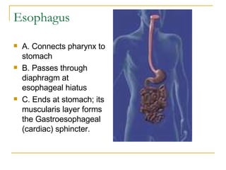 Esophagus  A. Connects pharynx to stomach  B. Passes through diaphragm at esophageal hiatus  C. Ends at stomach; its muscularis layer forms the Gastroesophageal (cardiac) sphincter.  
