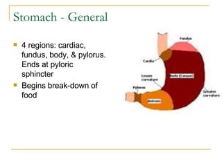 Stomach - General 4 regions: cardiac, fundus, body, & pylorus. Ends at pyloric sphincter  Begins break-down of food 