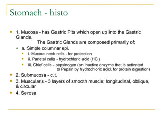 Stomach - histo 1. Mucosa - has Gastric Pits which open up into the Gastric Glands.                  The Gastric Glands are composed primarily of; a. Simple columnar epi.  i. Mucous neck cells - for protection  ii. Parietal cells - hydrochloric acid (HCl)  iii. Chief cells - pepsinogen (an inactive enzyme that is activated                           to Pepsin by hydrochloric acid, for protein digestion)  2. Submucosa - c.t.  3. Muscularis - 3 layers of smooth muscle; longitudinal, oblique, & circular  4. Serosa     