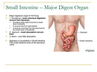 Small Intestine – Major Digest Organ  Major digestive organ 8-18 ft long    1. Duodenum:  most chemical digestion occurs here because;   Duodenal cells make enzymes to break down foodstuffs  It receives bile from gall bladder  It receives enzymes from the pancreas for the break down of foodstuffs 2. Jejunum -  most absorption occurs here   3. Ileum - very little absorption     Digestion is completed in Small Intestine. The small intestine ends at the Ileocecal valve  
