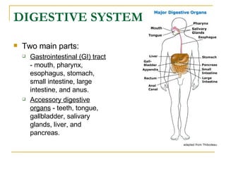DIGESTIVE SYSTEM   Two main parts:  Gastrointestinal (GI) tract  - mouth, pharynx, esophagus, stomach, small intestine, large intestine, and anus.  Accessory digestive organs  - teeth, tongue, gallbladder, salivary glands, liver, and pancreas.  